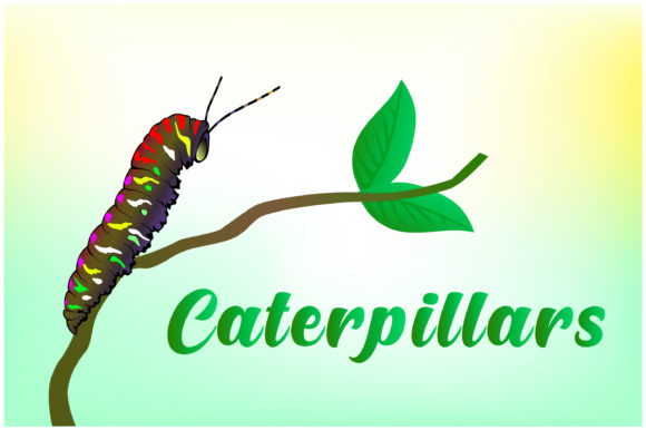 Download Caterpillars Hand Drawn Illustrations - Hand Collection